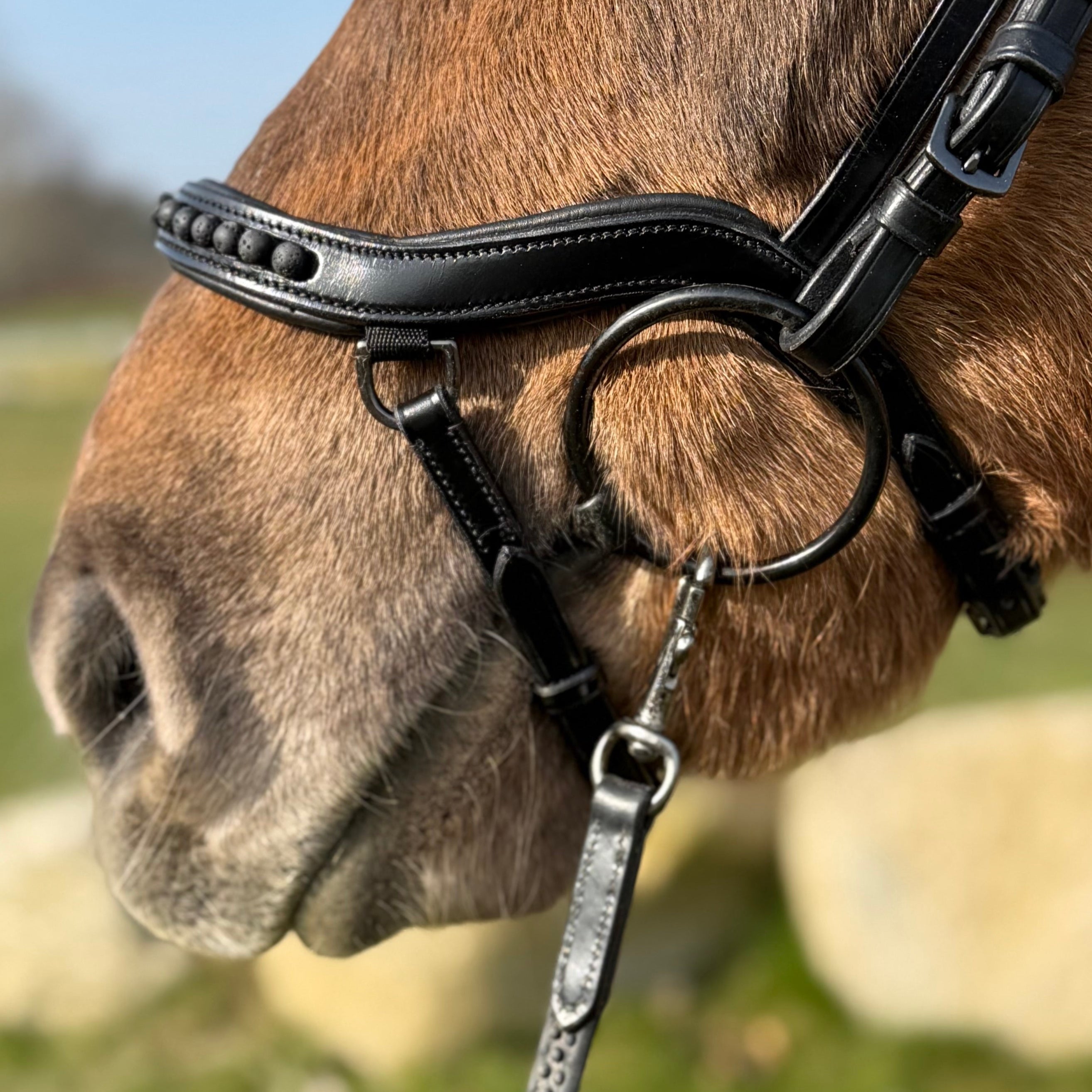 PH deluxe næsebånd "Anatomic" buckle black lava - Aríus Icehorse Line
