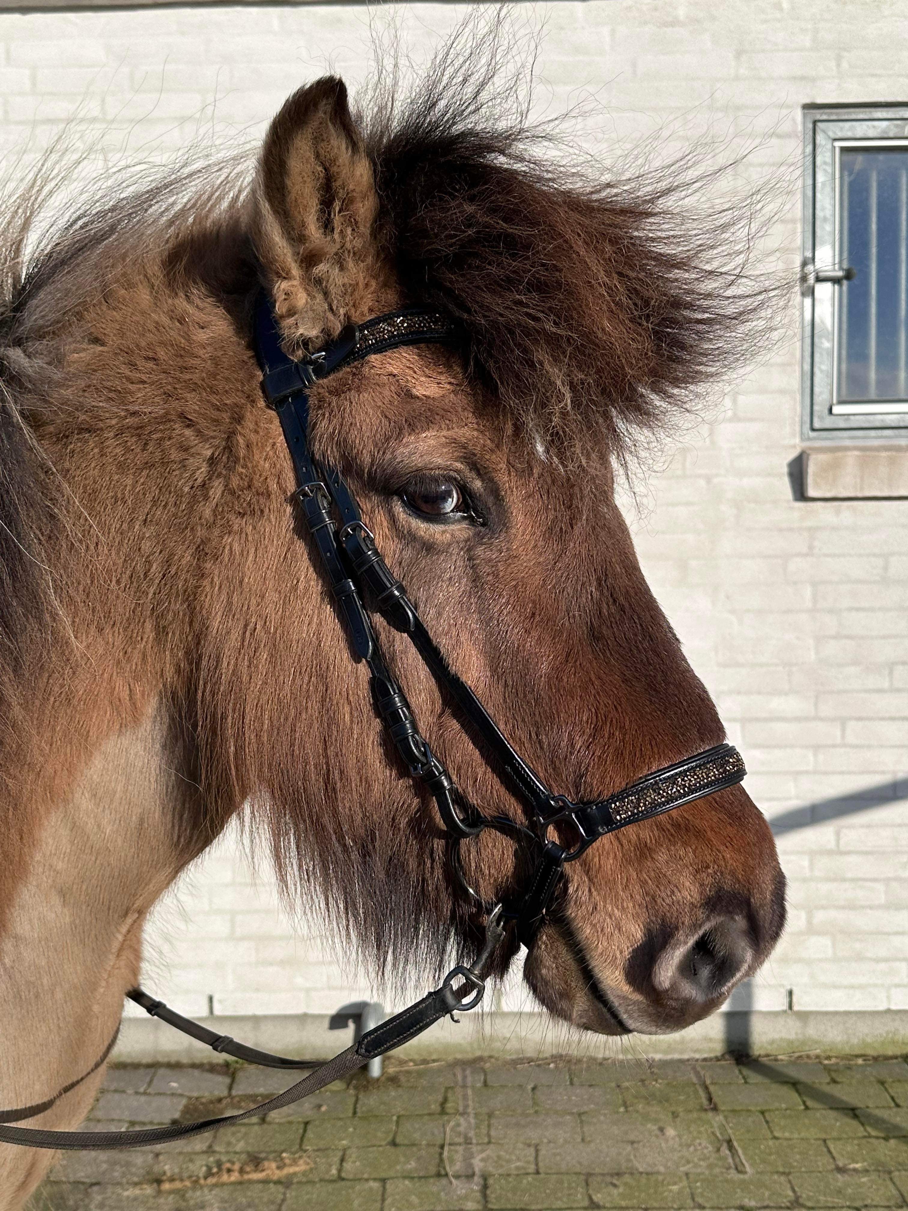 PH deluxe hannoveransk næserem rockcrystal gold - Aríus Icehorse Line