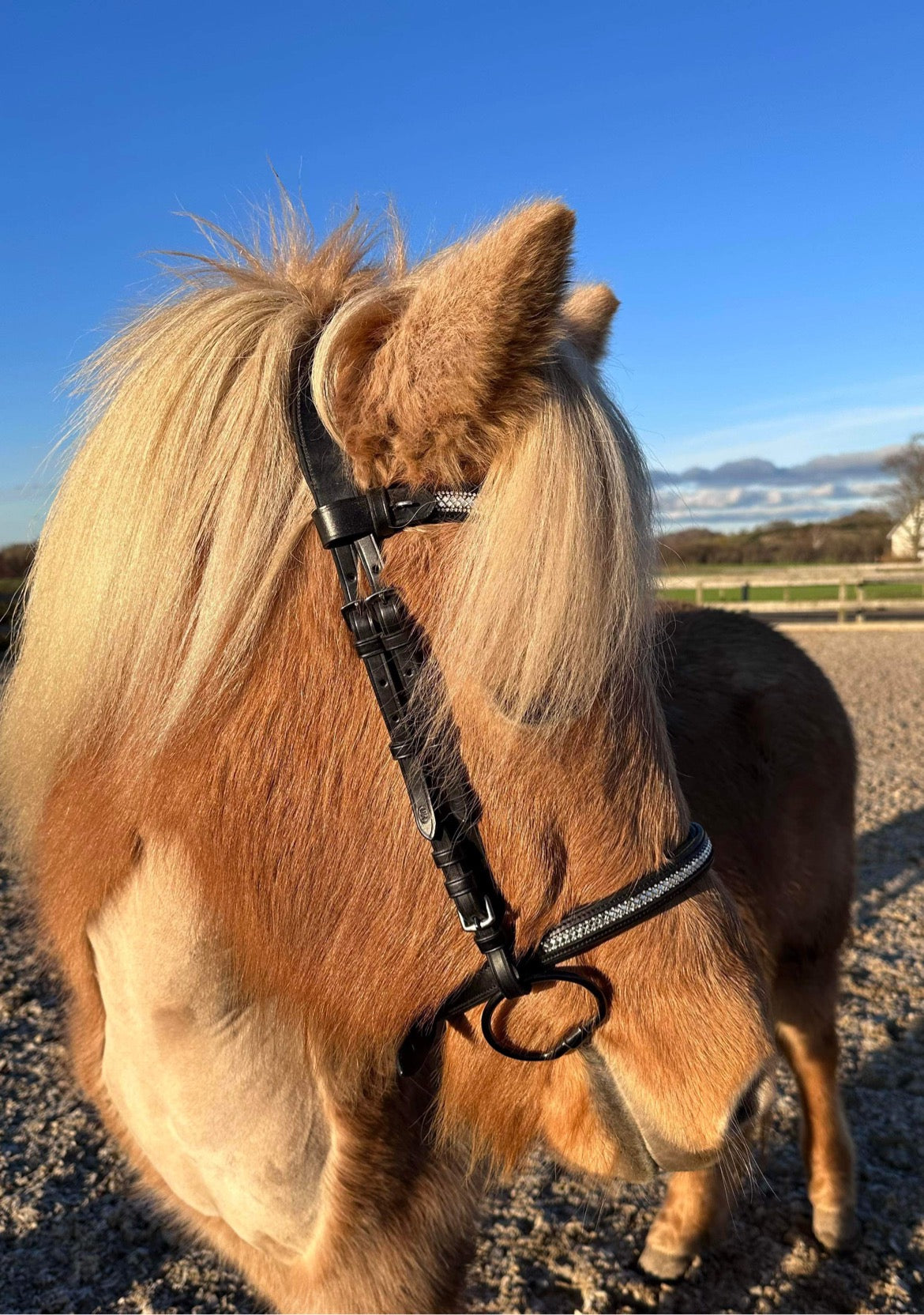 PH deluxe engelsk næsebånd diamond glitter - Aríus Icehorse Line