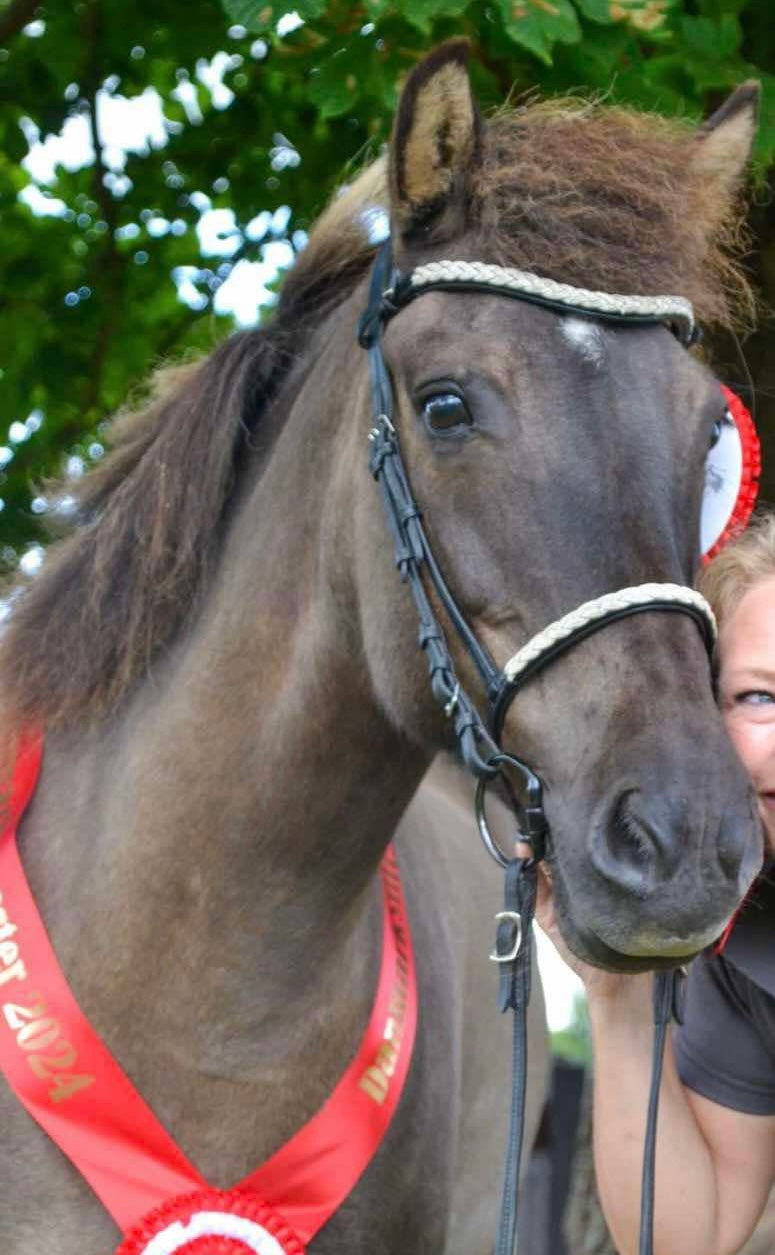 PH deluxe engelsk næserem silver braid - Aríus Icehorse Line