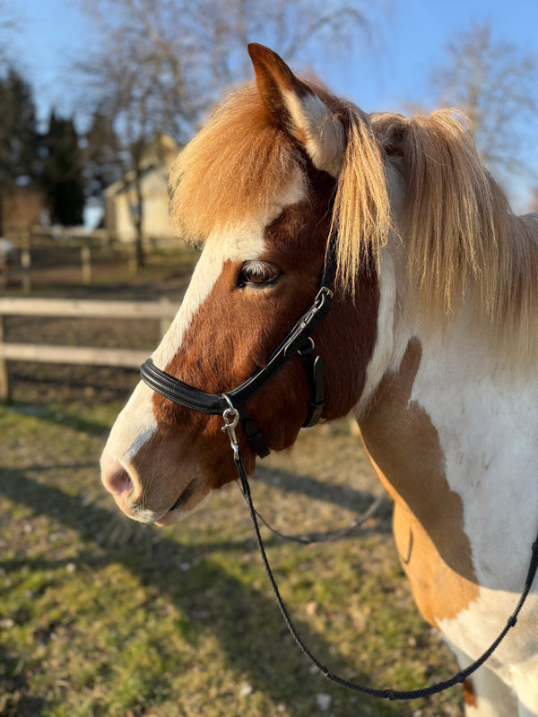 PH anatomical bitless bridle