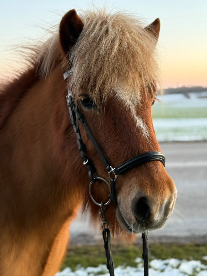 <transcy>PH Deluxe nose strap Hanoverian</transcy>