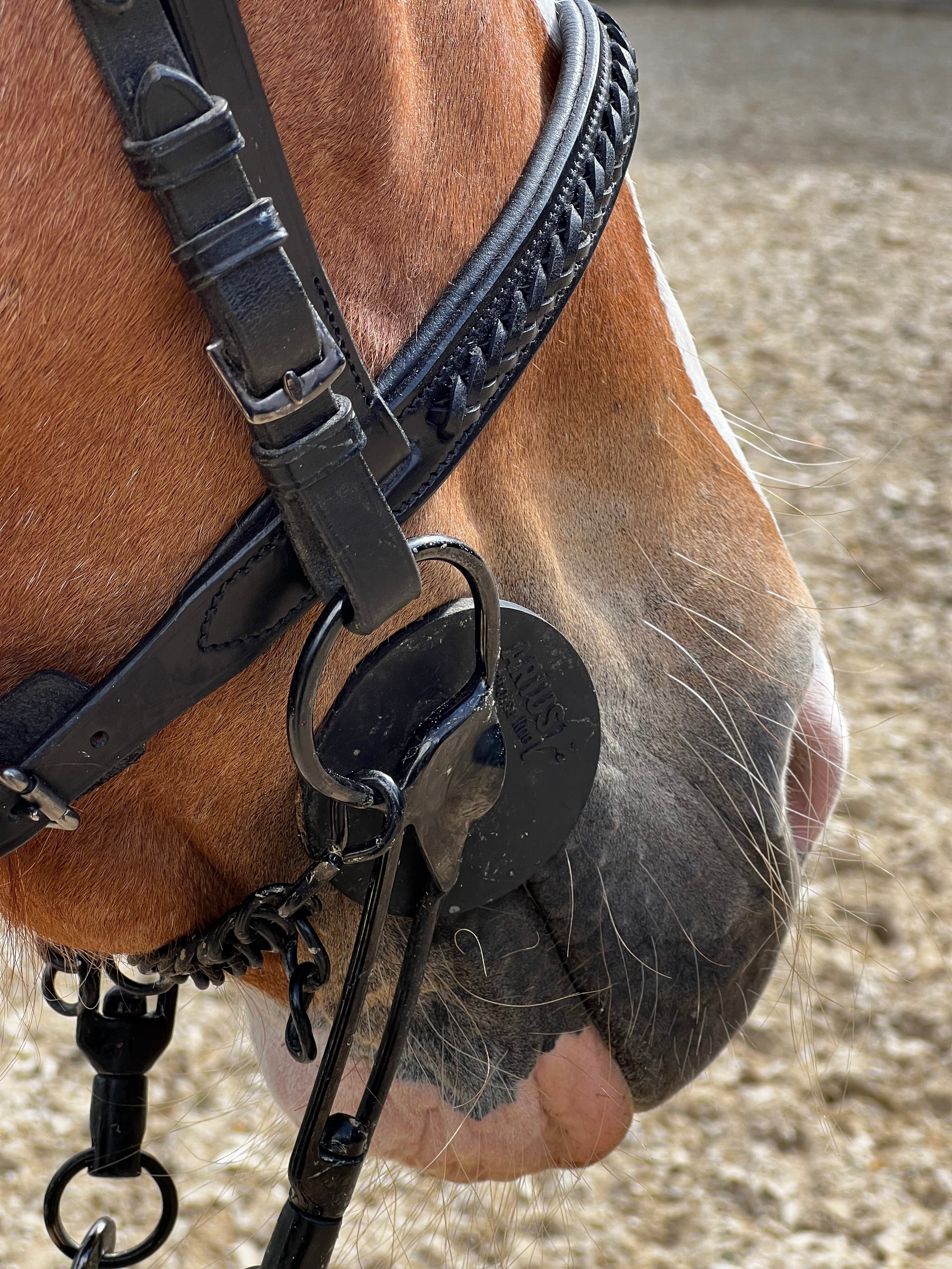 PH deluxe engelsk næserem braid exclusive - Aríus Icehorse Line