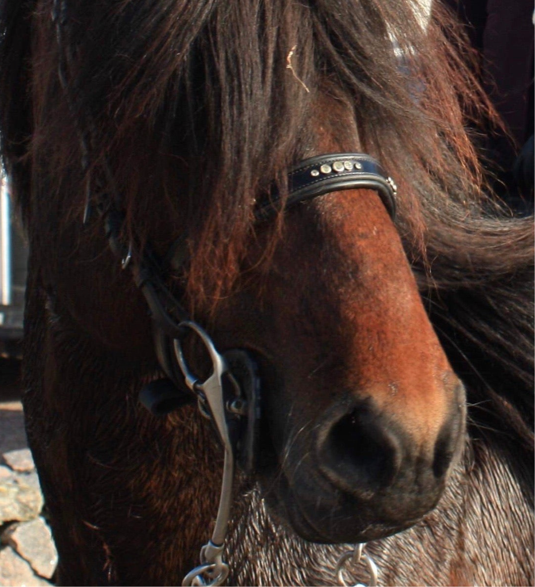 PH Deluxe engelsk næserem "5 diamonds shine" - Aríus Icehorse Line