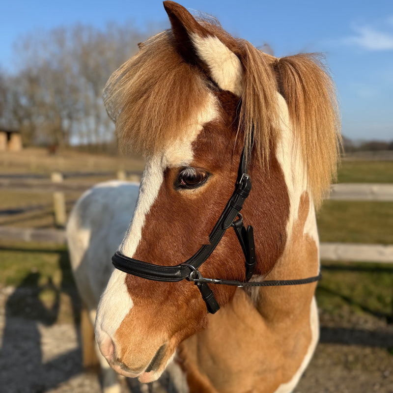 PH anatomical bitless bridle