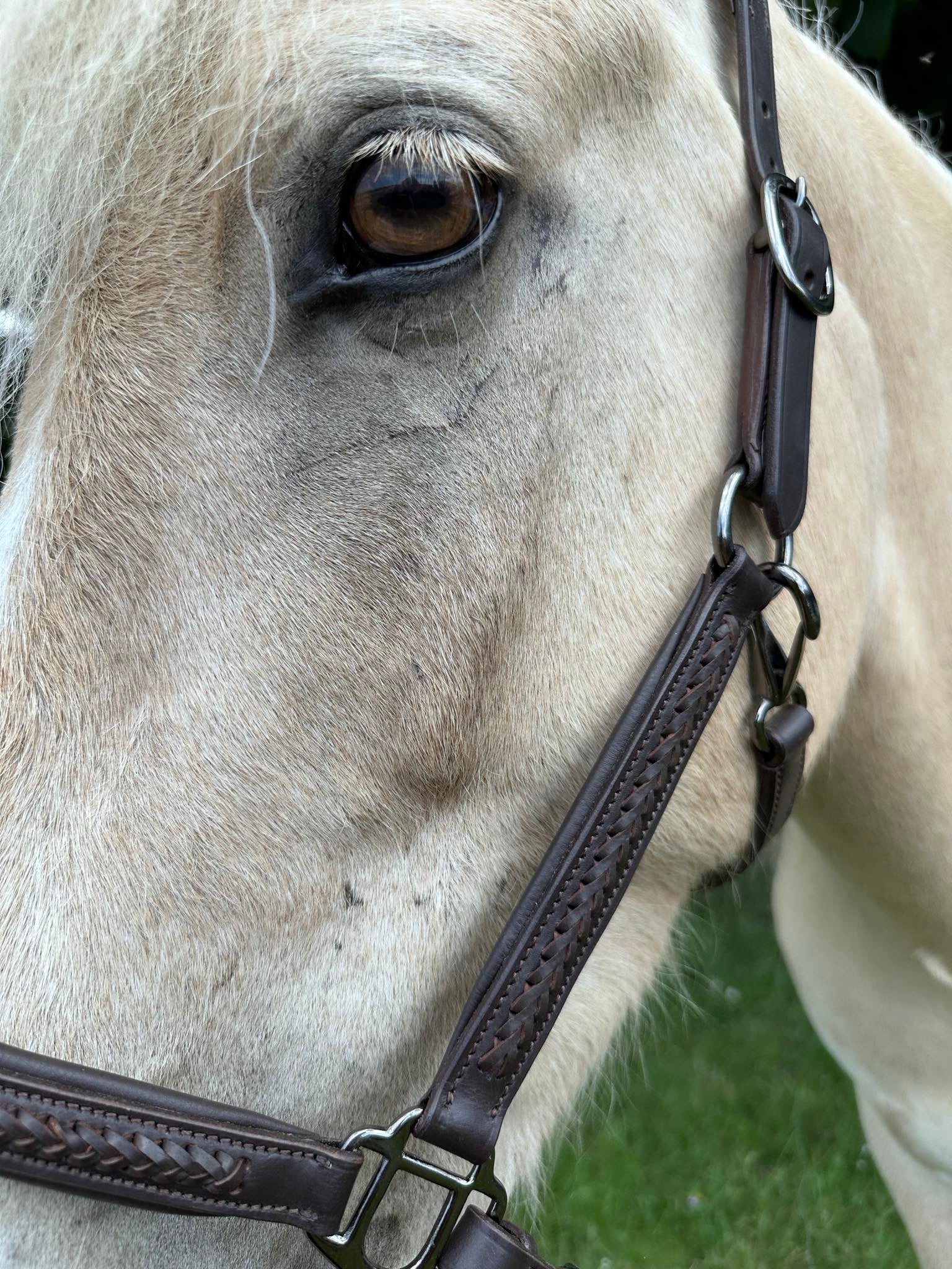 PH grime braid exclusive - brown - Aríus Icehorse Line