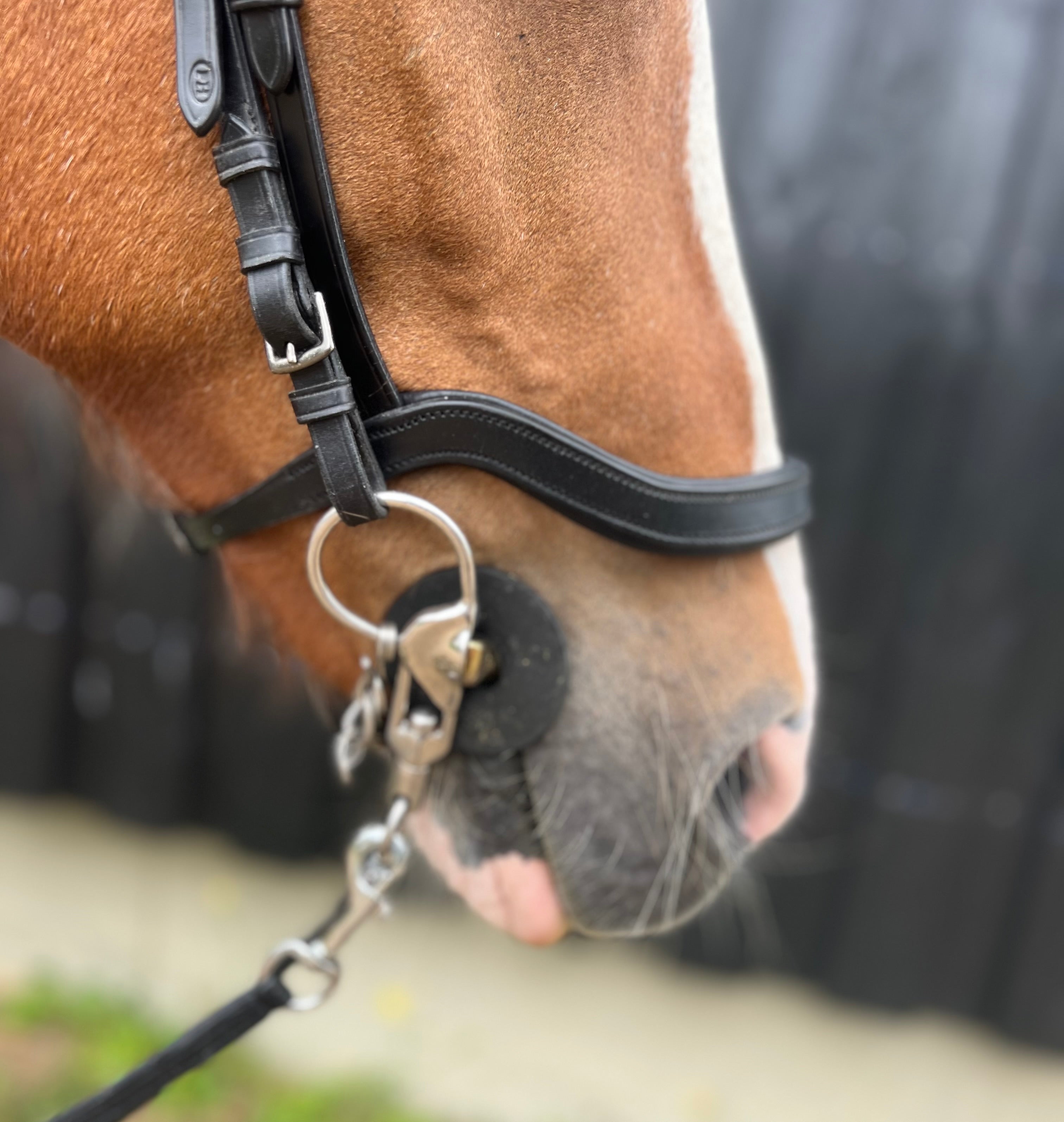 PH deluxe næserem engelsk anatomic - Aríus Icehorse Line