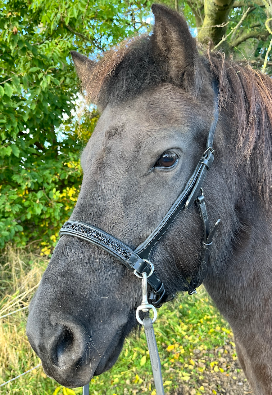 PH bidløs trense rockcrystal black - Aríus Icehorse Line