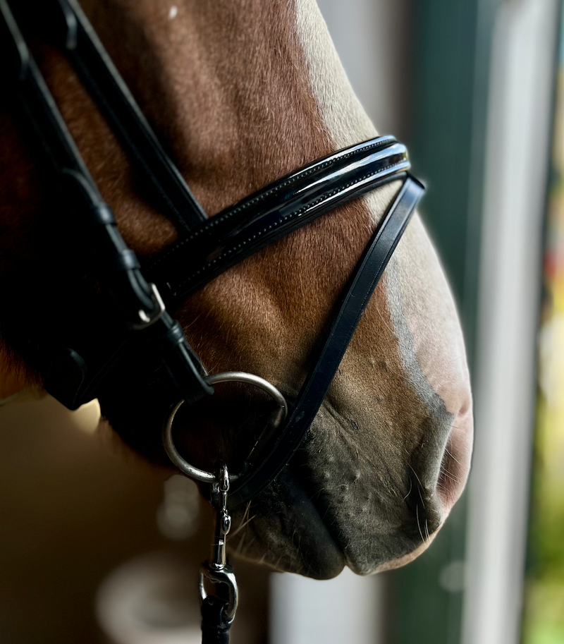 PH deluxe noseband combined shine