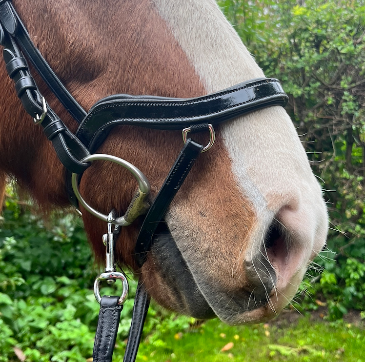 PH deluxe noseband soft "Anatomic" buckle shine black