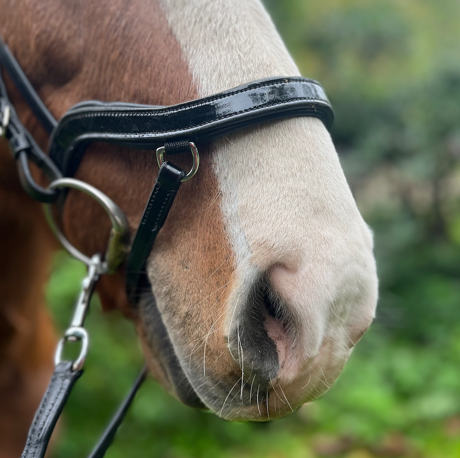 PH deluxe næsebånd soft “Anatomic" buckle shine black - Aríus Icehorse Line