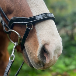 PH deluxe noseband soft "Anatomic" buckle shine black