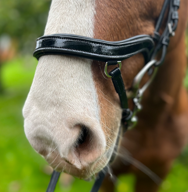 PH deluxe noseband soft "Anatomic" buckle shine black