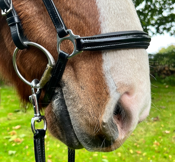 PH deluxe noseband Hanoverian shine Black