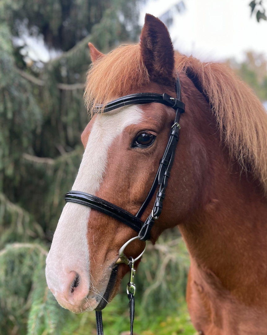 PH deluxe næserem engelsk shine - Aríus Icehorse Line