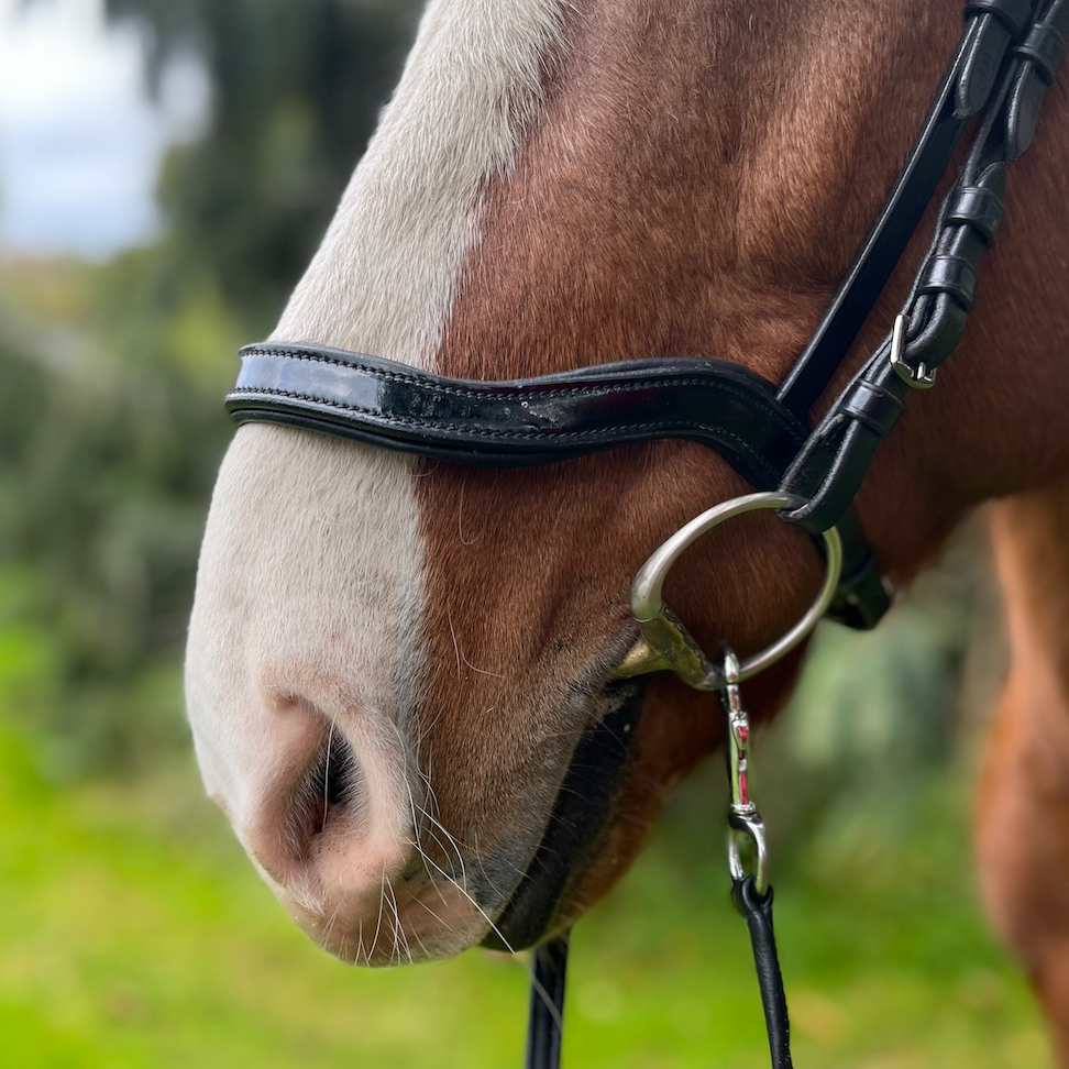 PH deluxe næserem engelsk anatomic shine - Aríus Icehorse Line