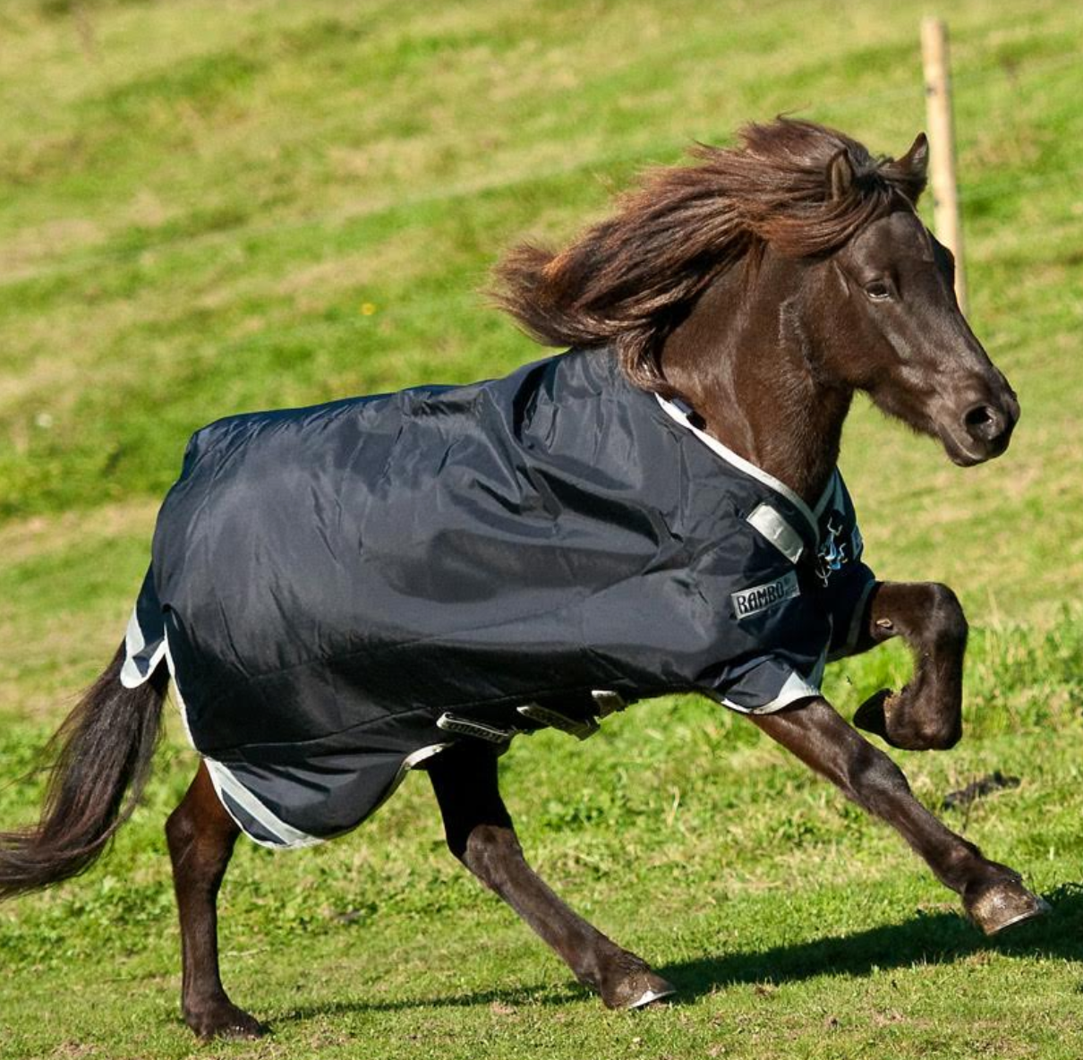 HORSEWARE RAMBO ICELANDIC 200 GRAMS VINTERDÆKKEN - Aríus