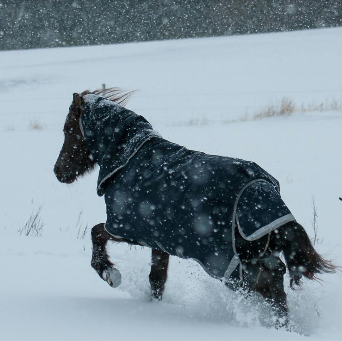 HORSEWARE RAMBO ICELANDIC 200 GRAMS VINTERDÆKKEN - Aríus