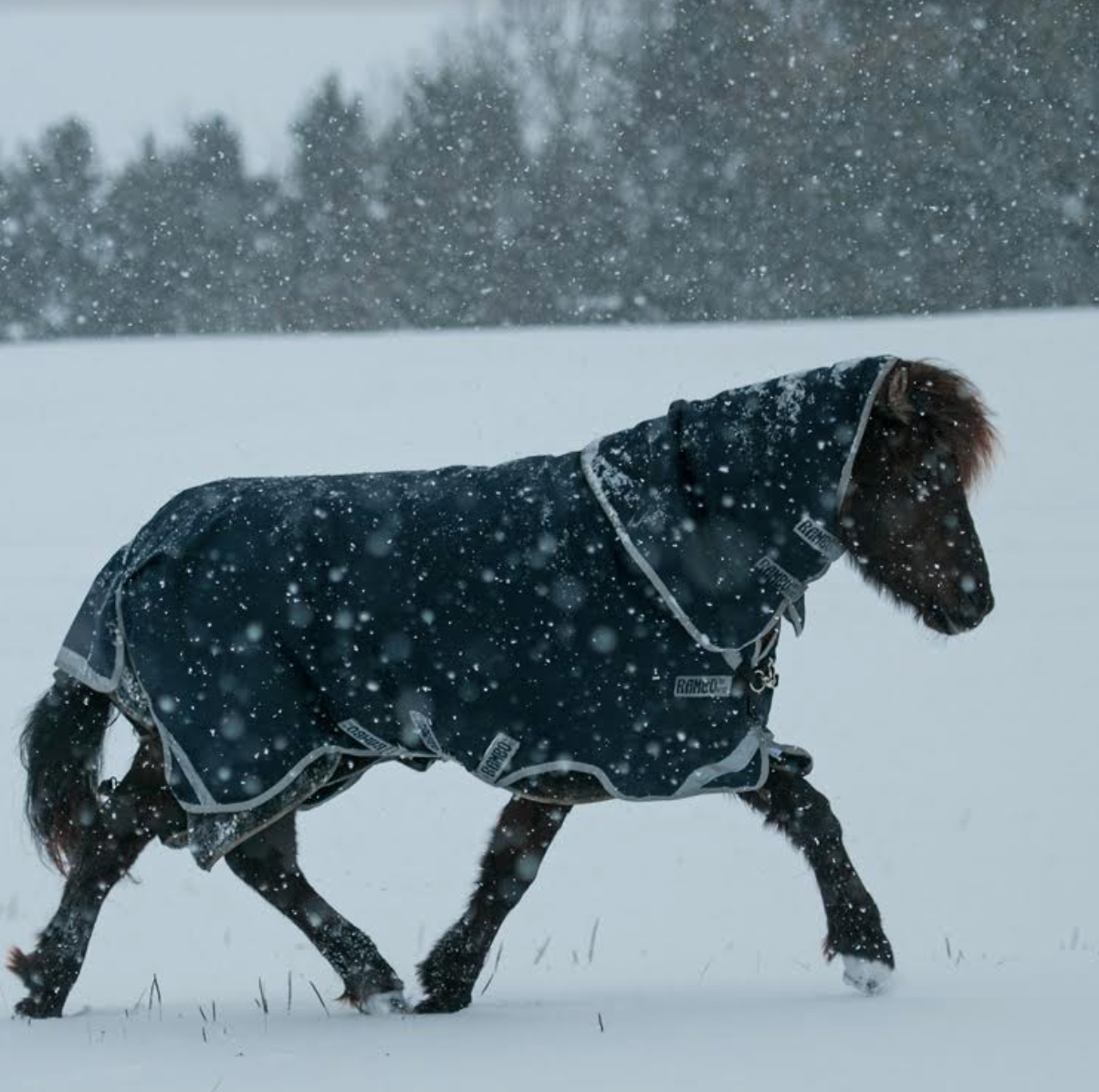 HORSEWARE RAMBO ICELANDIC 200 GRAMS VINTERDÆKKEN - Aríus