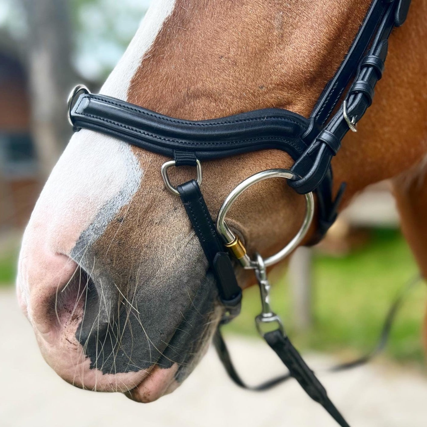 PH deluxe næsebånd "anatomic" træning - Aríus Icehorse Line