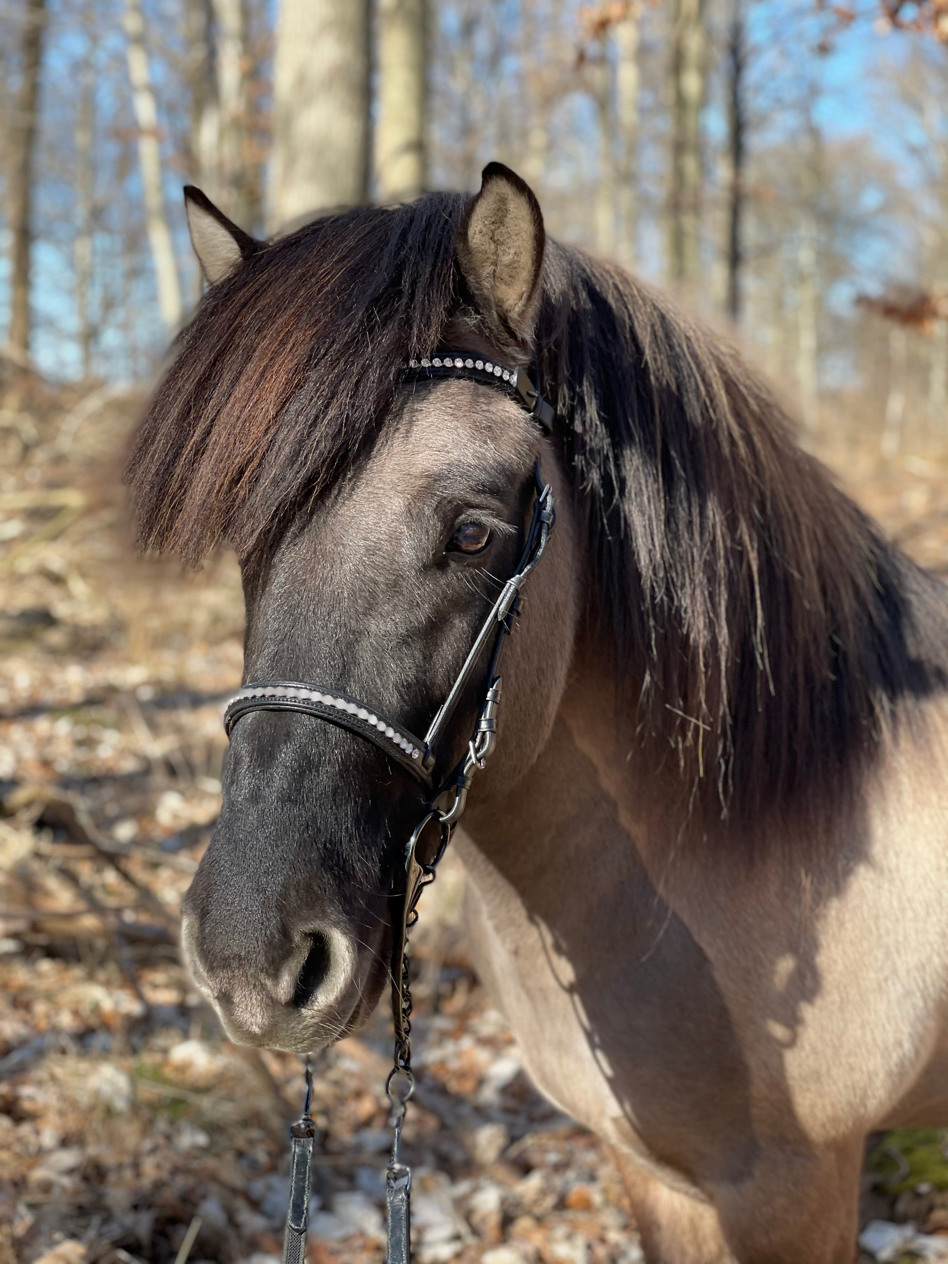 PH deluxe engelsk næserem “diamond white” - Aríus
