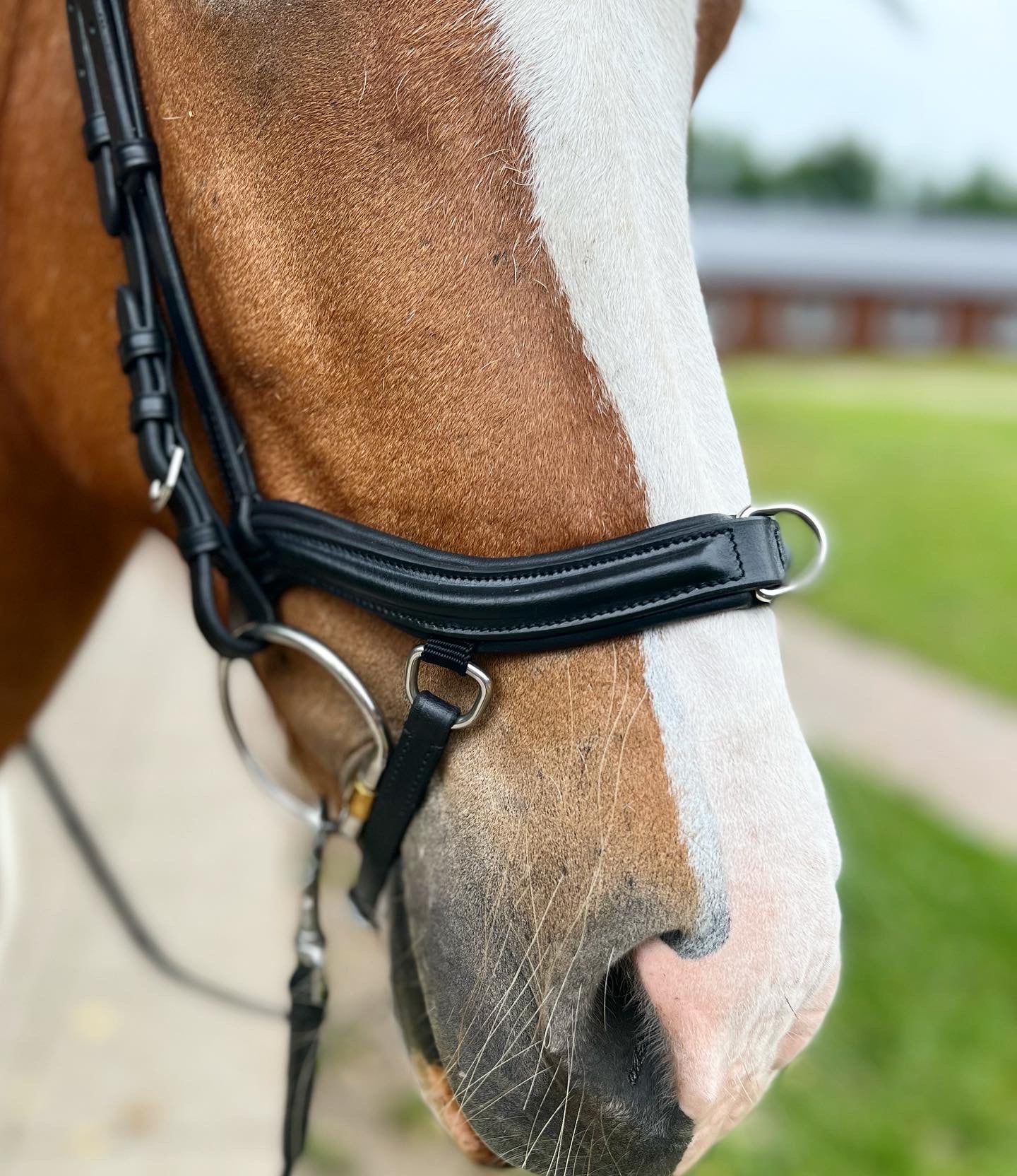 PH deluxe næsebånd "anatomic" træning - Aríus Icehorse Line