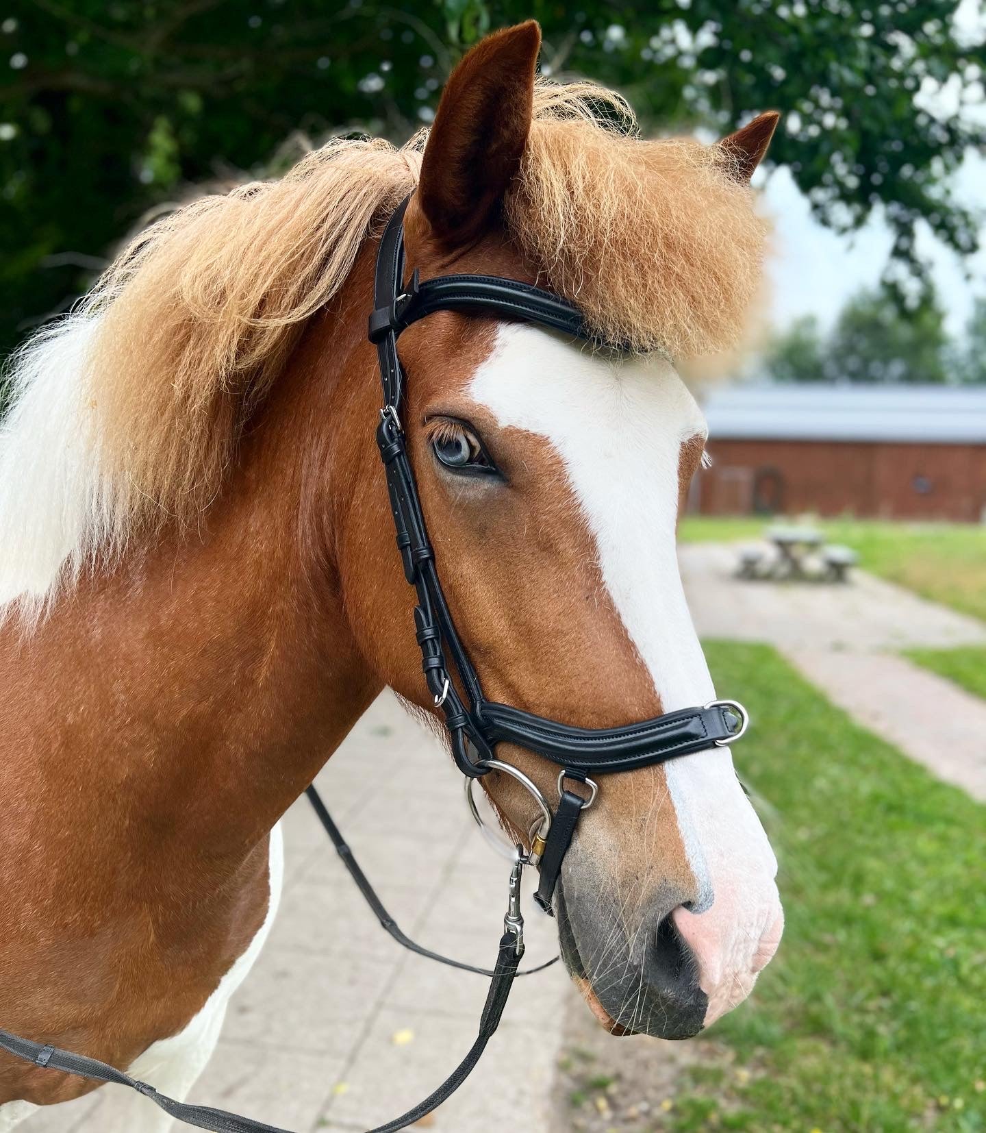 PH deluxe næsebånd "anatomic" træning - Aríus Icehorse Line