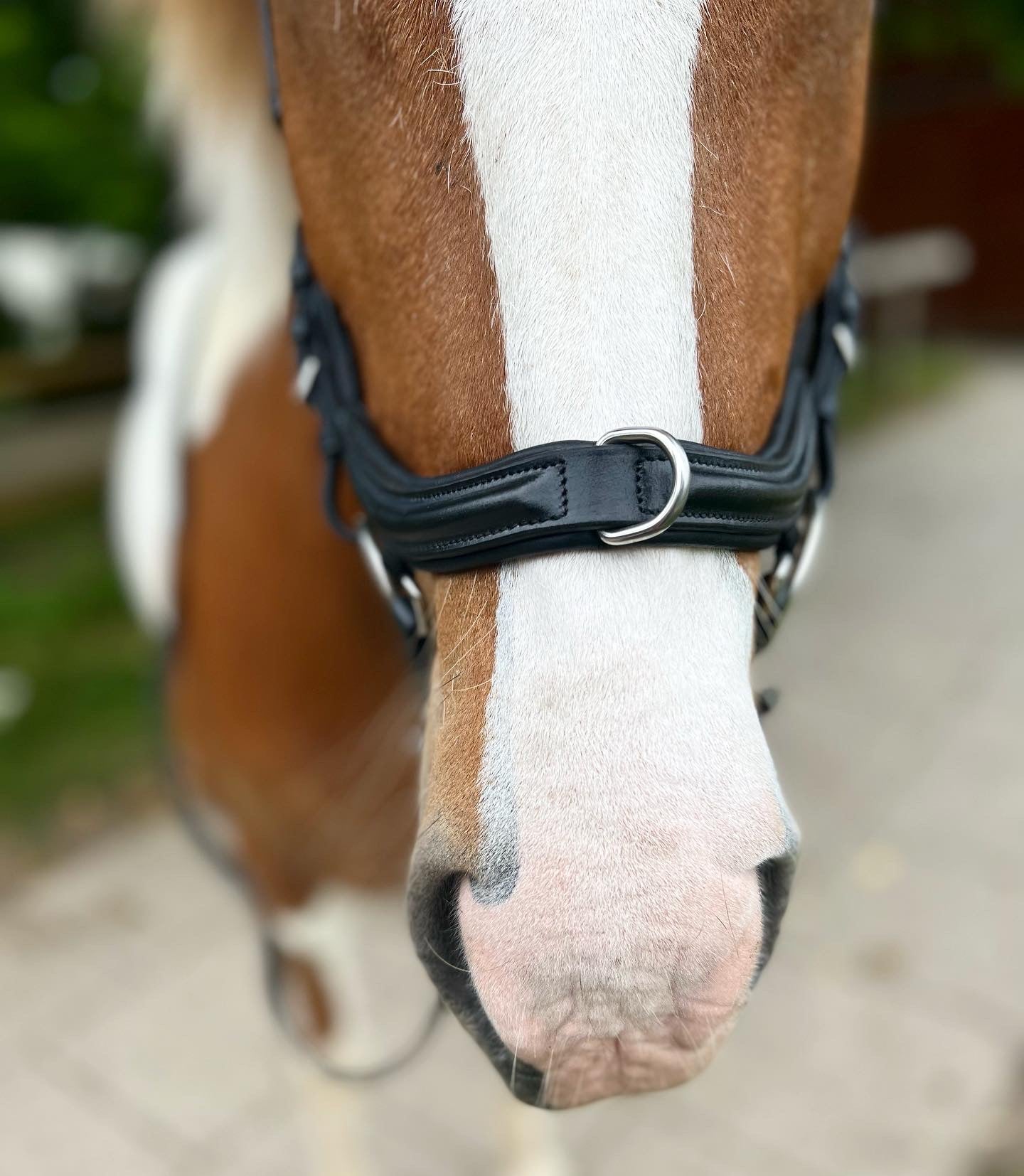 PH deluxe næsebånd "anatomic" træning - Aríus Icehorse Line