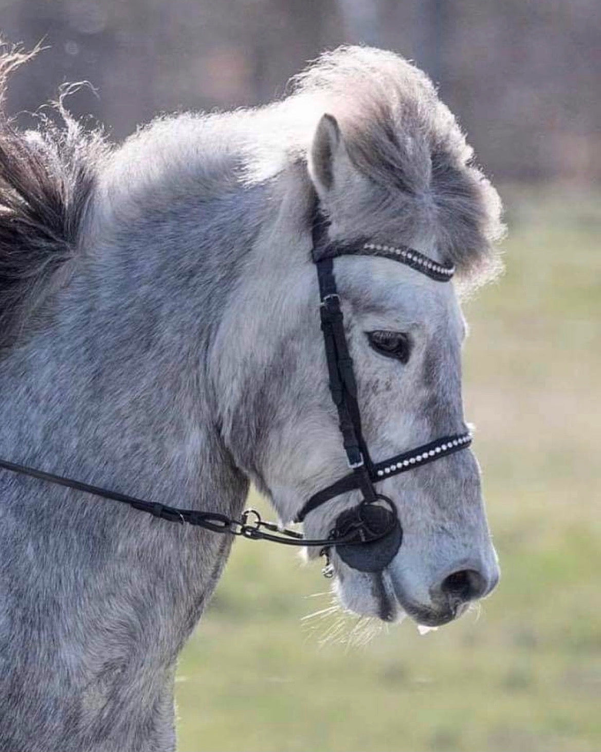 PH deluxe engelsk næserem “diamond white” - Aríus