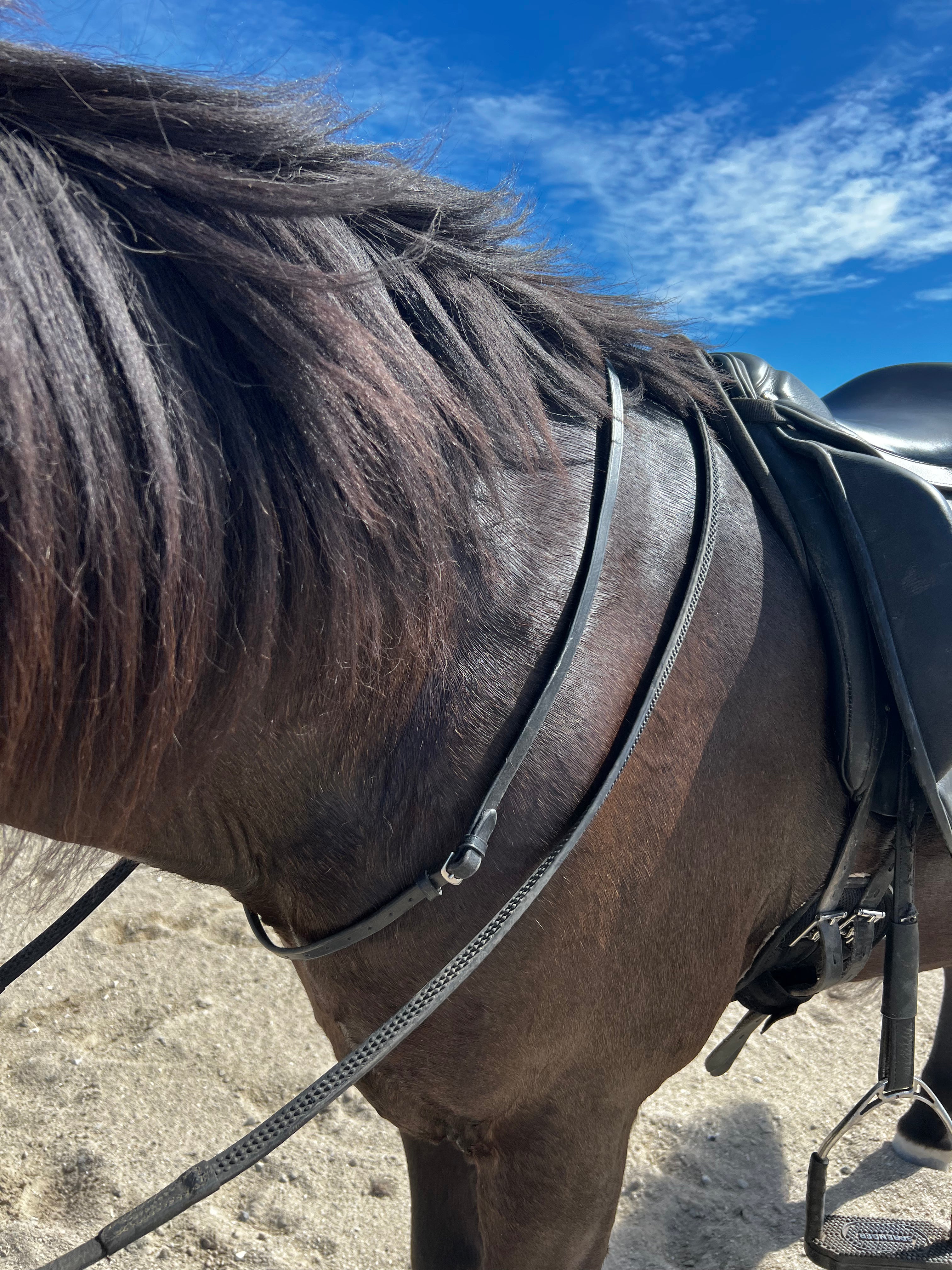 PH Sabina halsrem flad - Aríus Icehorse Line