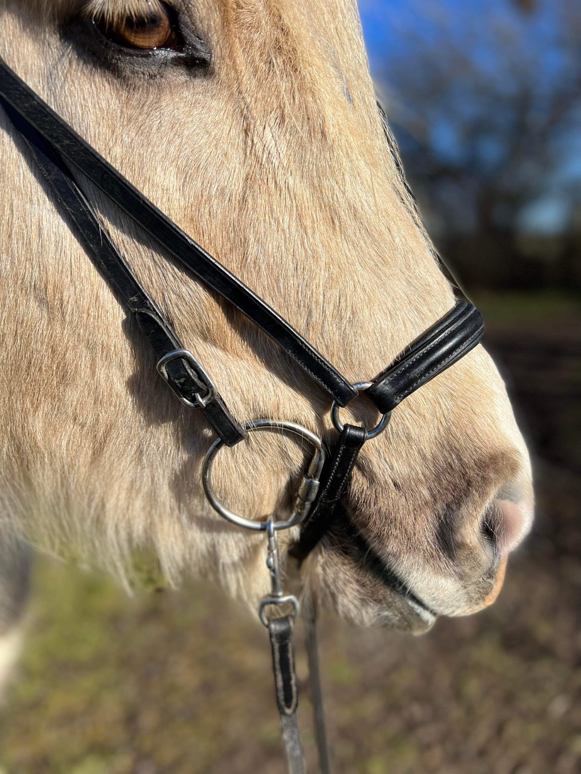 PH næsebånd hannoveransk simple sort - Aríus Icehorse Line