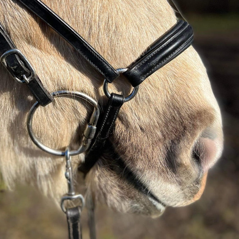 PH næsebånd hannoveransk simple sort - Aríus Icehorse Line