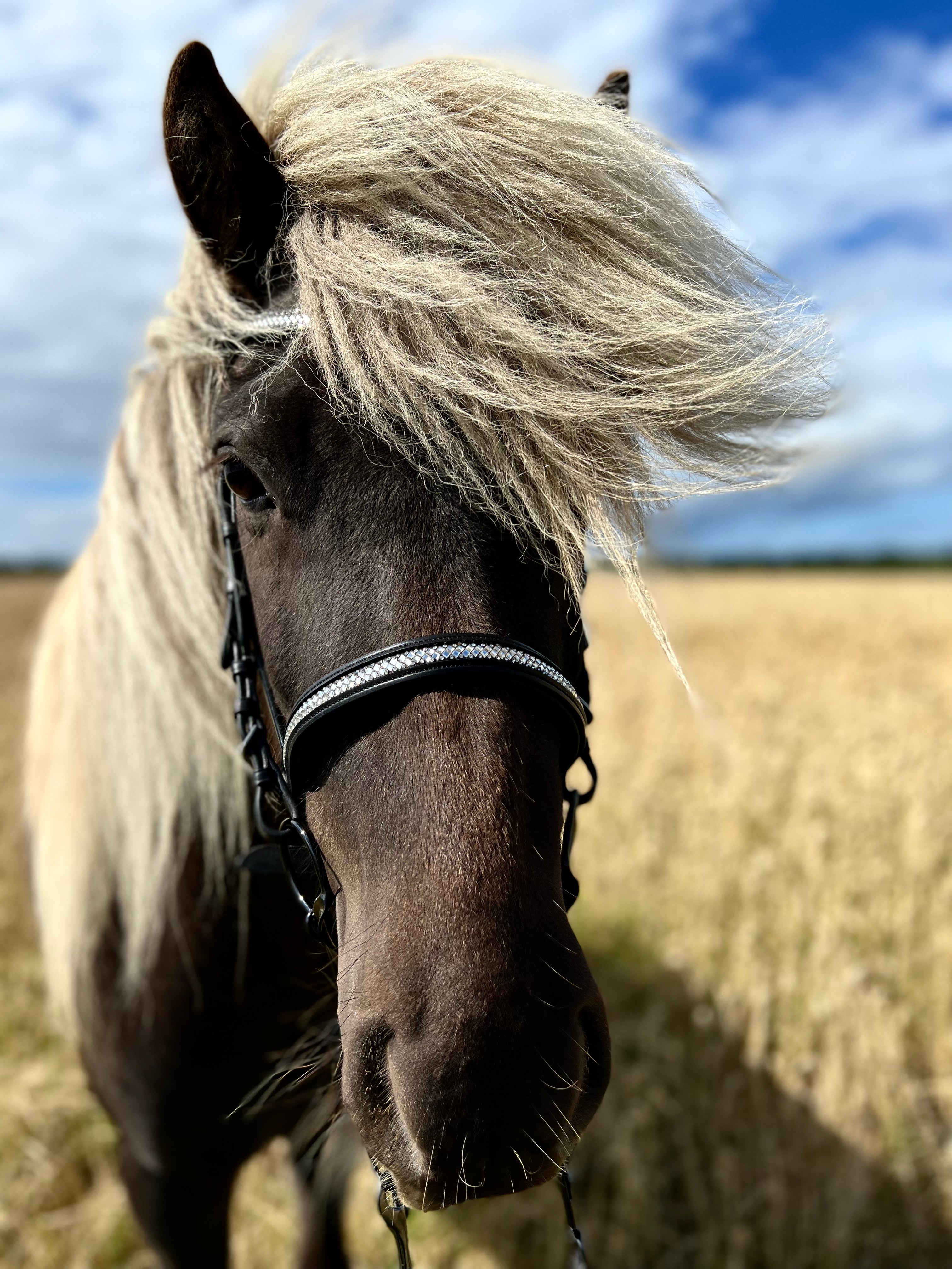 PH deluxe engelsk næsebånd diamond glitter - Aríus Icehorse Line