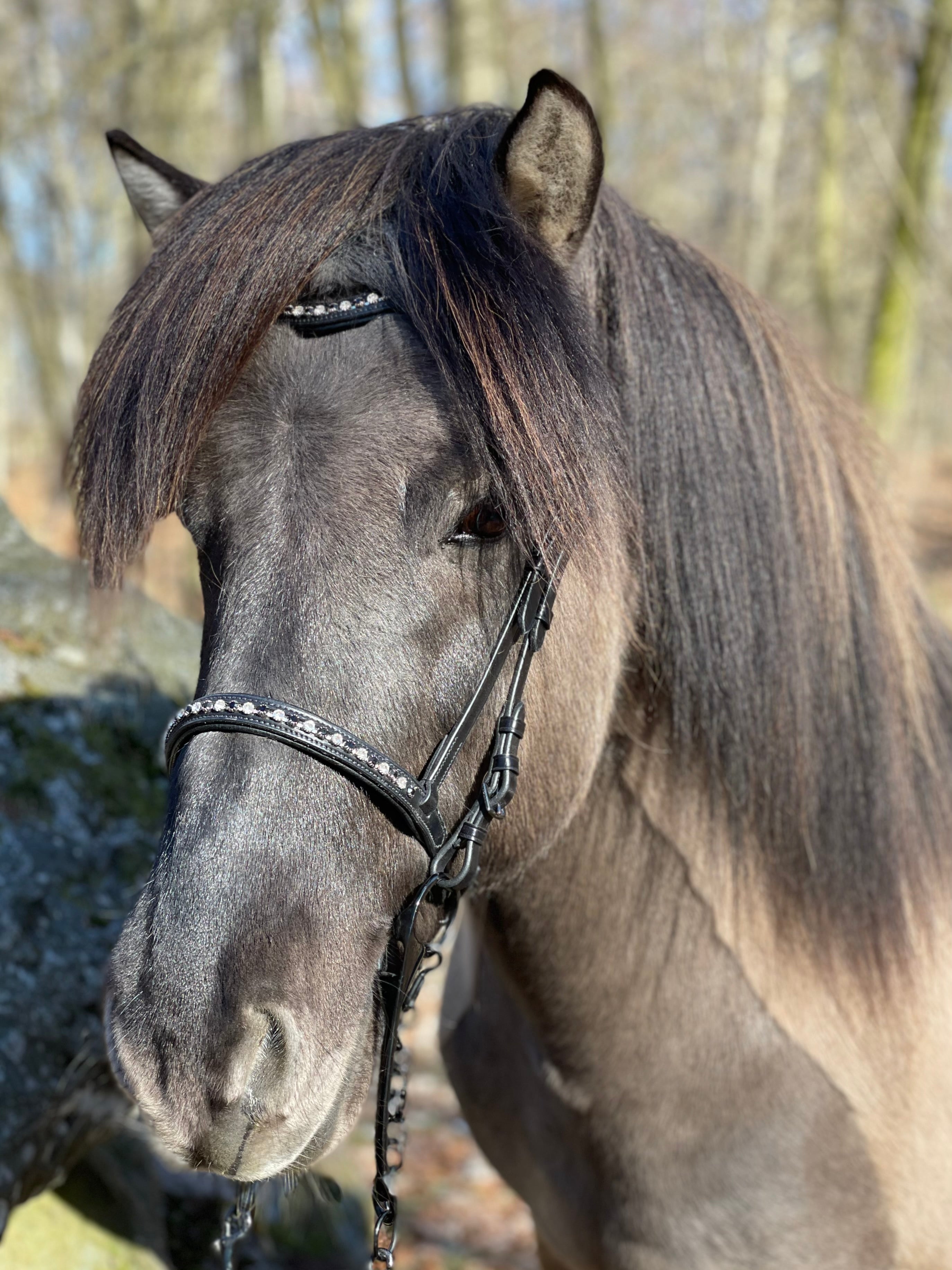 PH deluxe engelsk næserem “diamond black&white” - Aríus