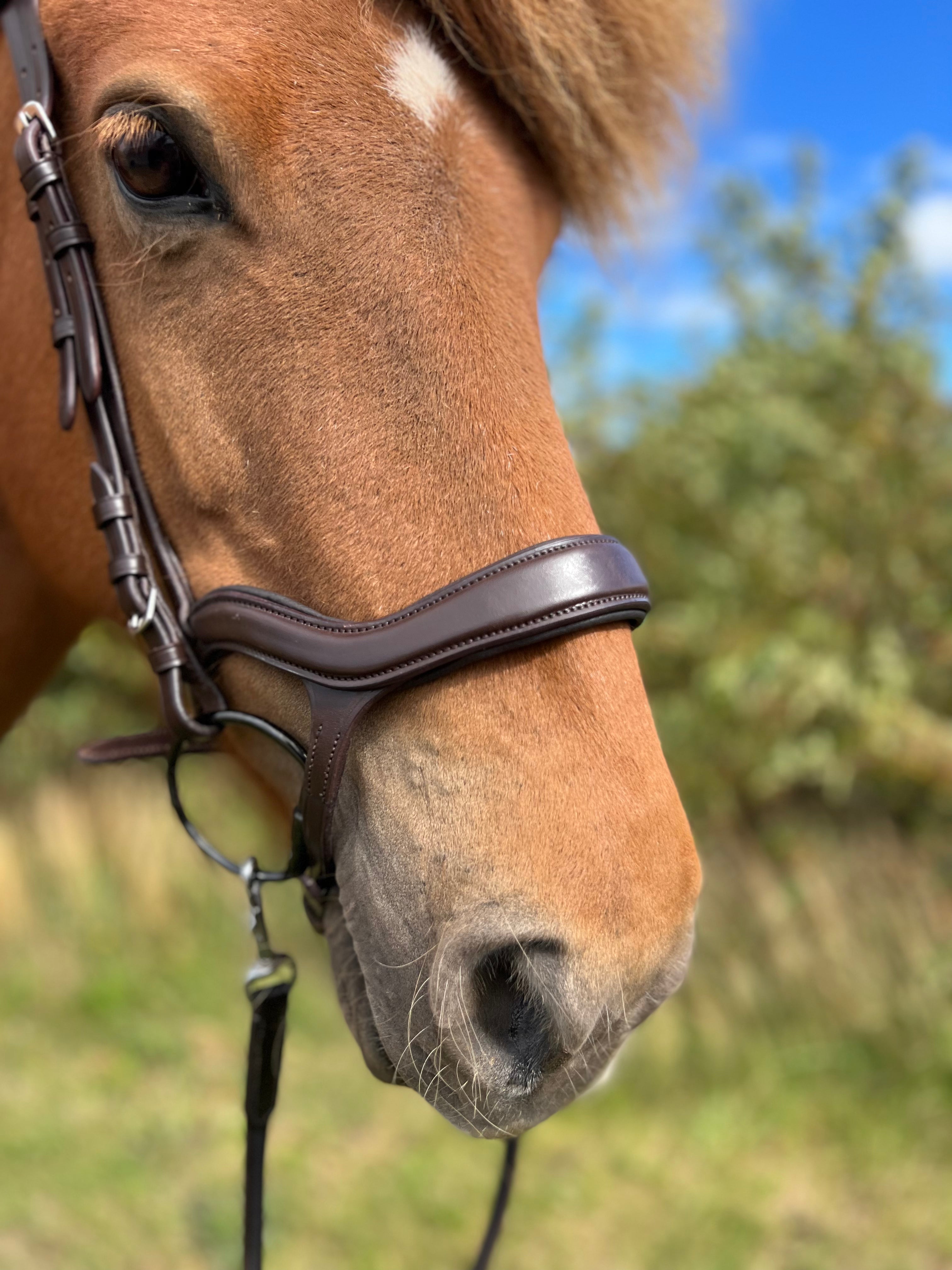 PH DELUXE NÆSEBÅND "ANATOMIC" brun - Aríus Icehorse Line